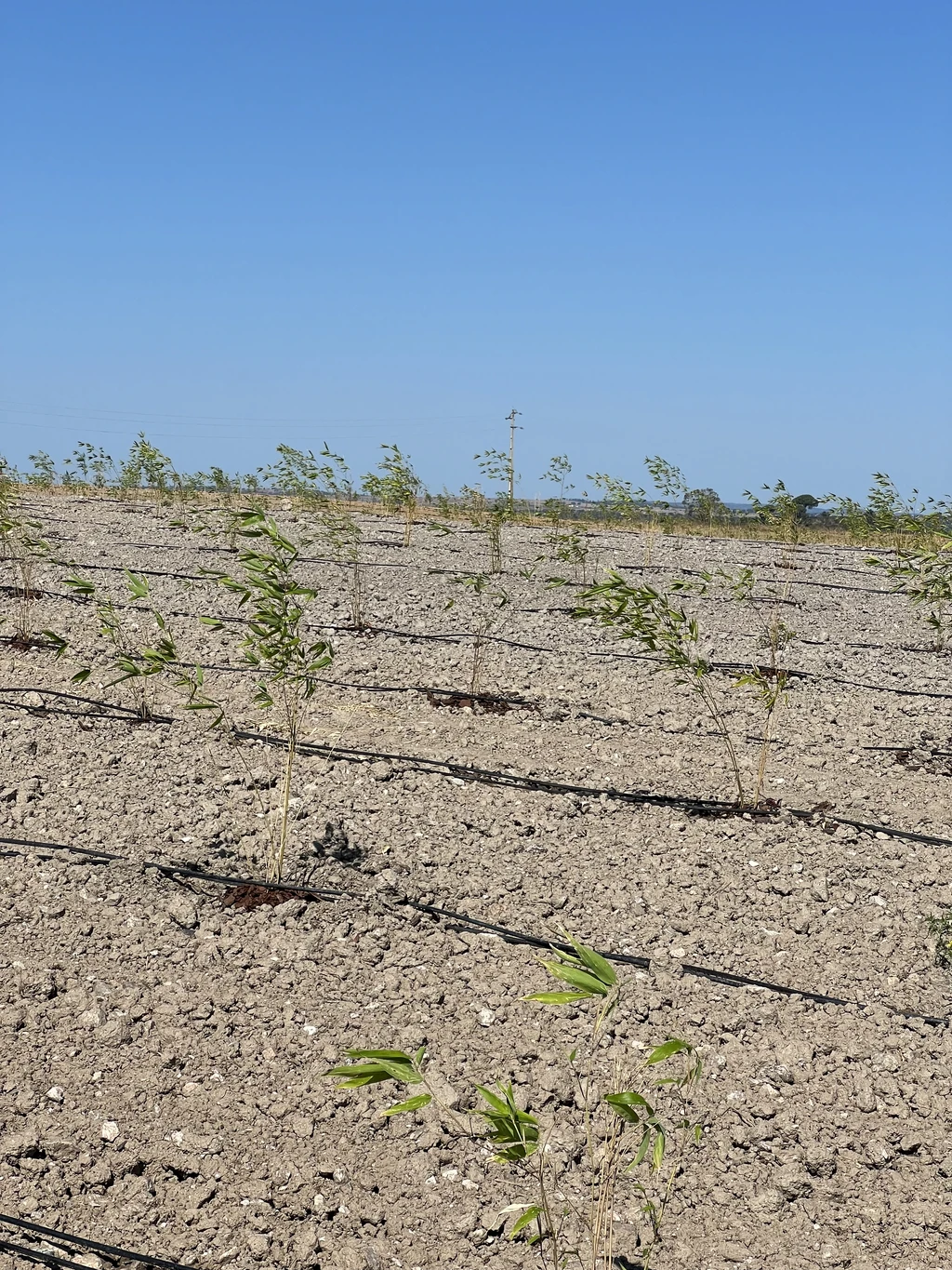 Moso Bambu Fidanları