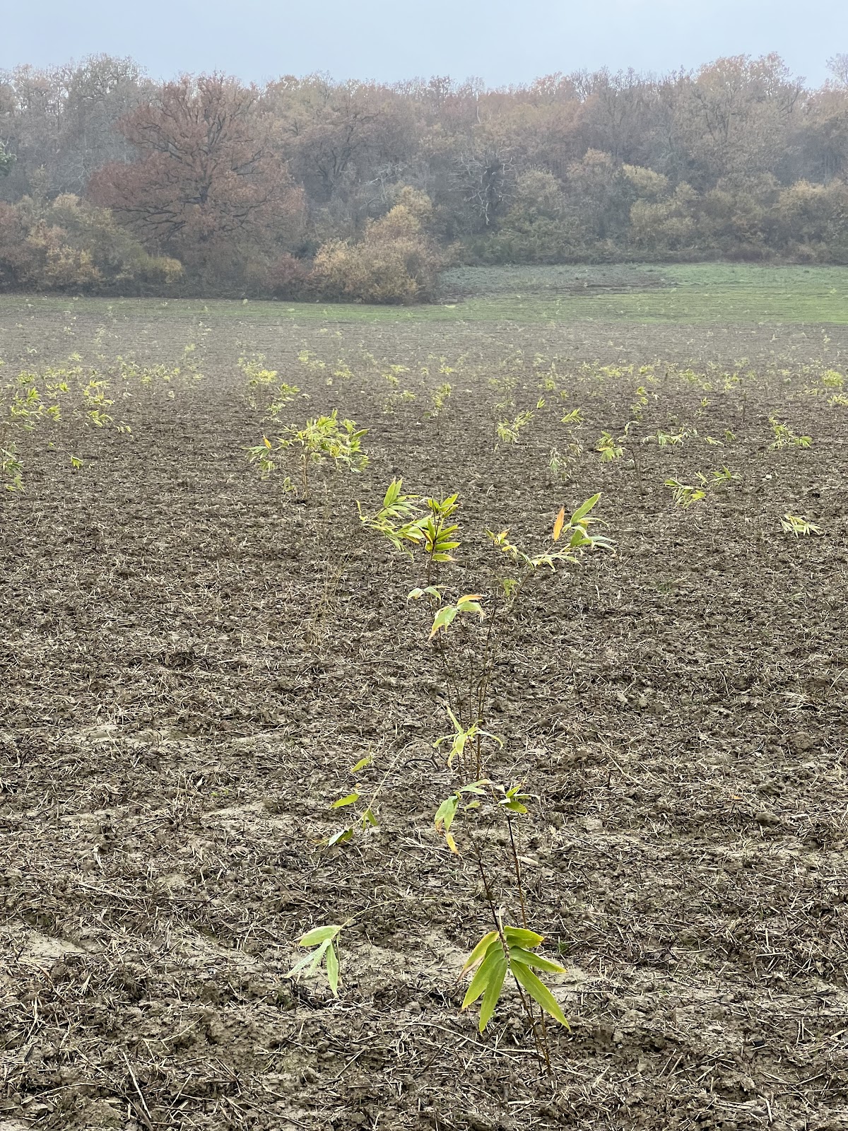 Moso Bambu Fidanları