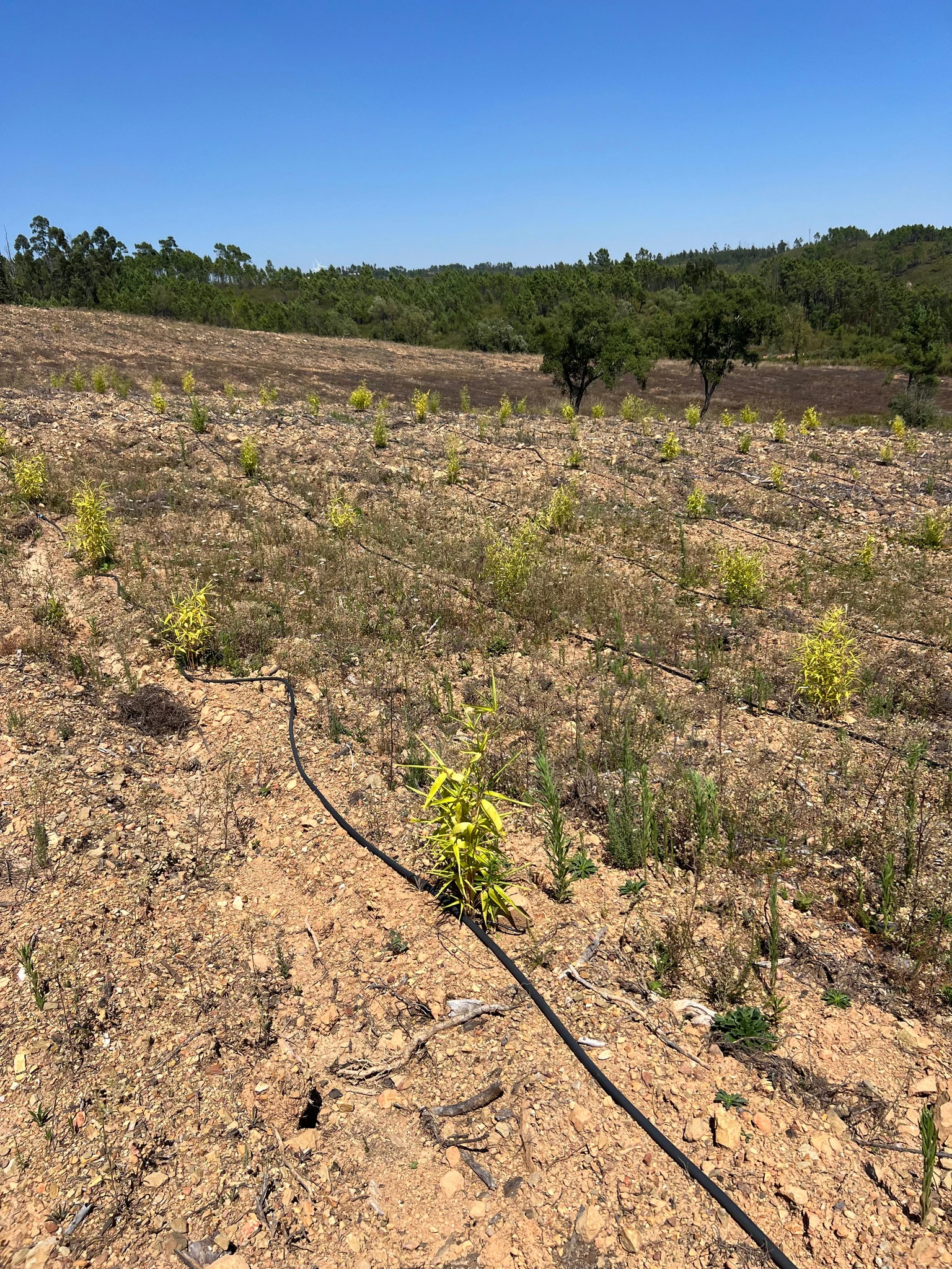 Moso Bambu Fidanları