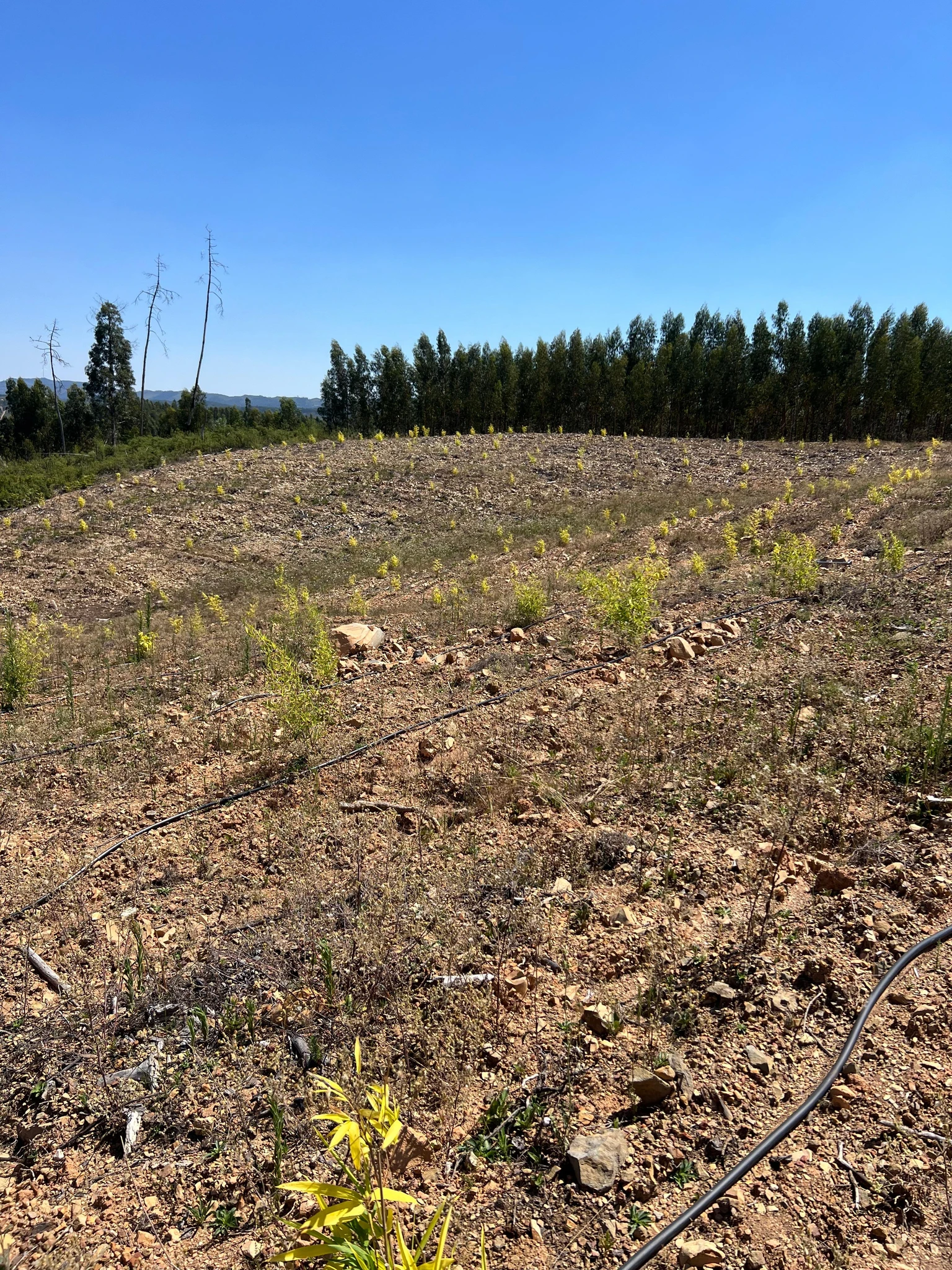 Moso Bambu Fidanları