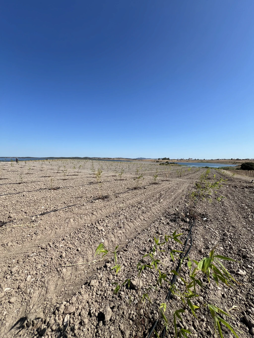 Moso Bambu Fidanları