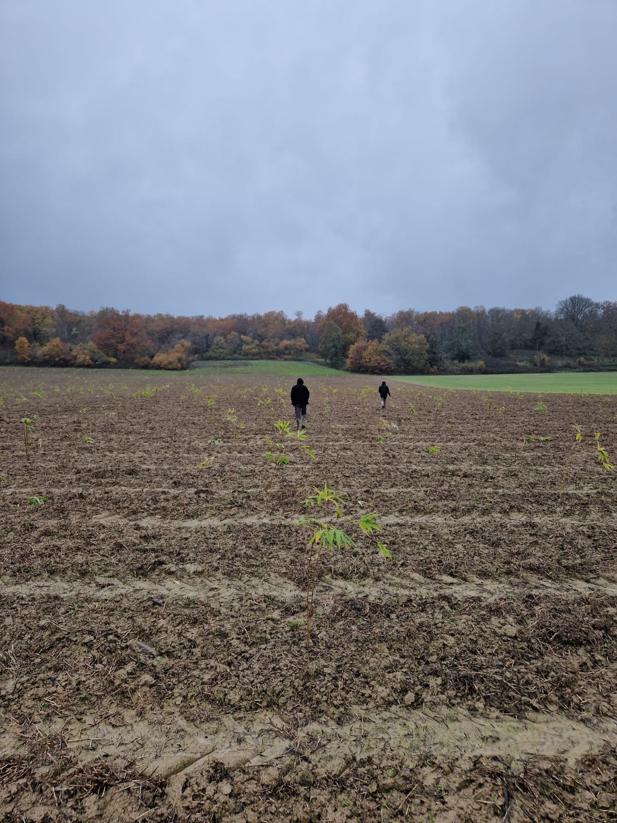 Moso Bambu Fidanları